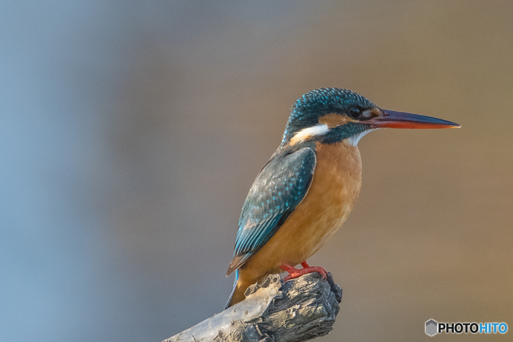 いつもの公園「この子とこの子」（２）カワセミ