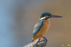 いつもの公園「この子とこの子」（２）カワセミ