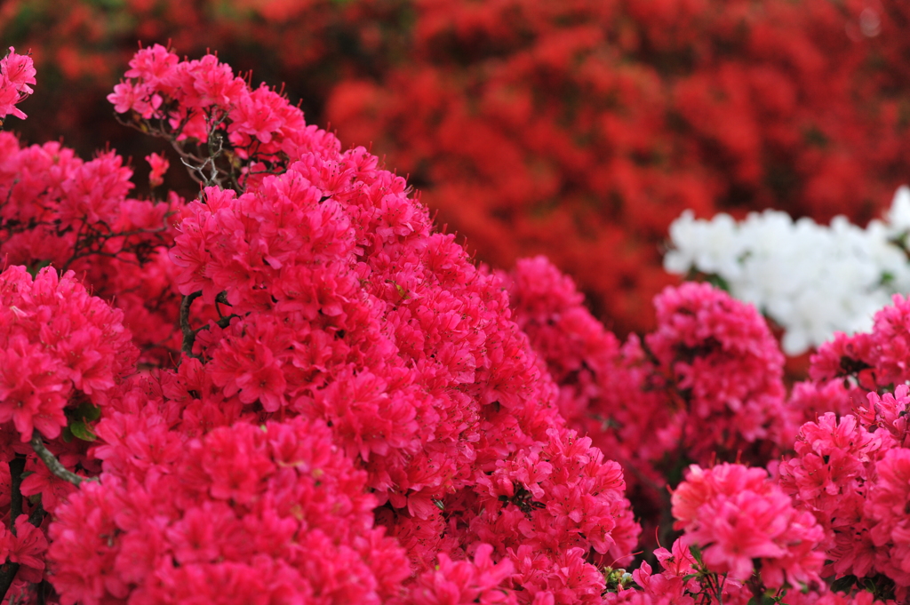 躑躅　隆応の花