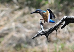 カワセミの池（２）９－８「満腹」