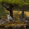 京都　アオサギ「雅にして舞う」