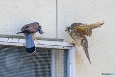 チョウゲンボウ獲物渡しⅡ（２）