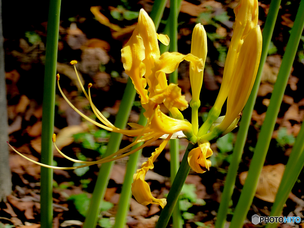 いつもの公園「黄花開花」
