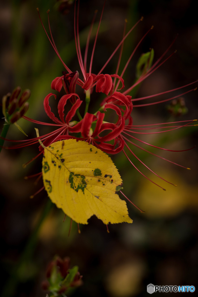 曼珠沙華秋景「落葉」