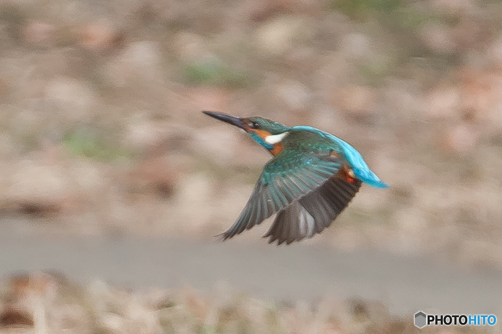 カワセミ飛行 ３ By Id 写真共有サイト Photohito