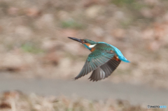 カワセミ飛行（３）