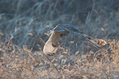 持ってます。（コミミズク）（１）