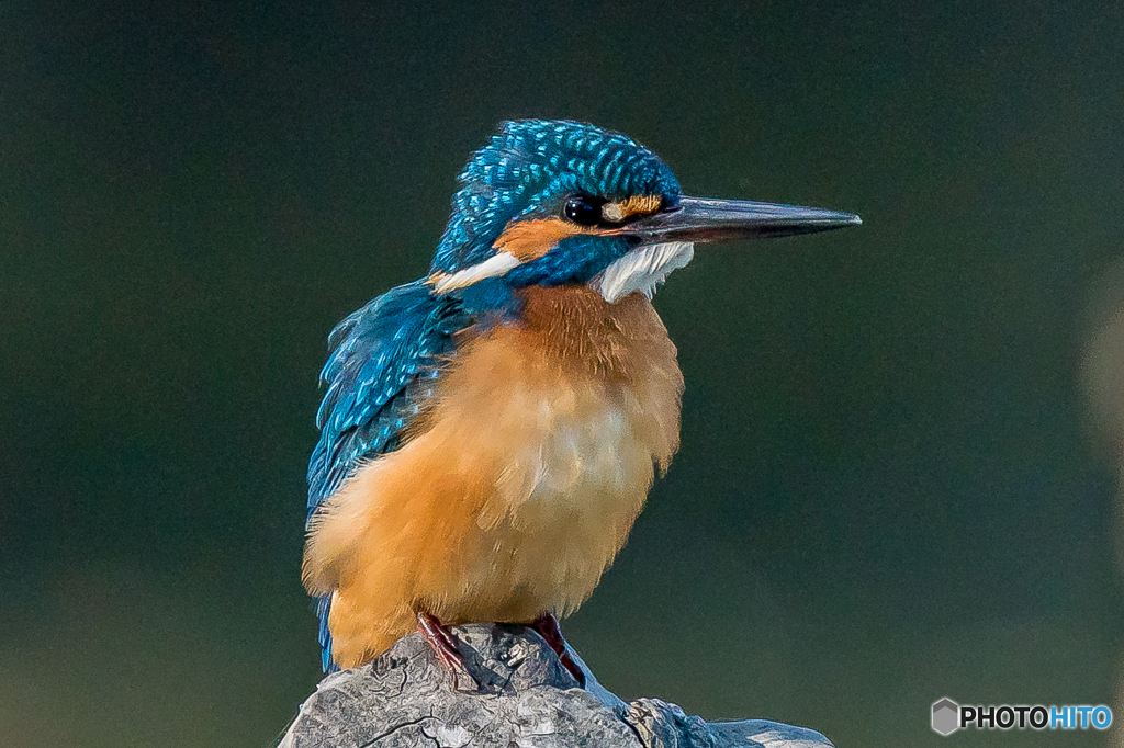 カワセミブルー（１）