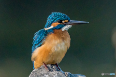 カワセミブルー（１）