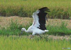コウノトリ「拡げる」