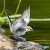 いつもの公園「待ち景色」