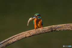 いつもの公園「魚漁る鳥」（７）
