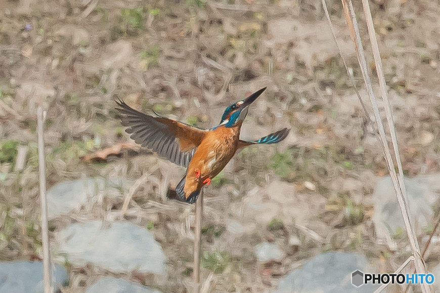 いつもの公園「カワセミ日和」（３）
