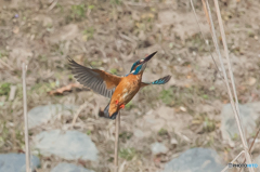 いつもの公園「カワセミ日和」（３）