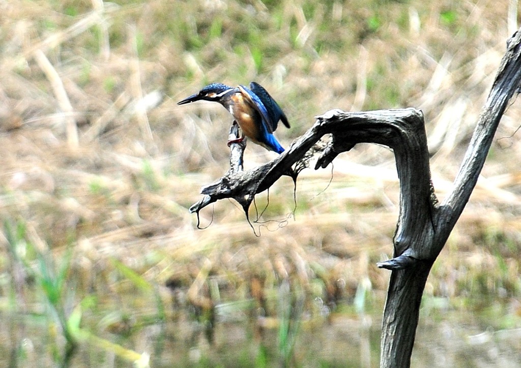 この日のカワちゃん　５－１「台風一過」