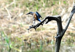 この日のカワちゃん　５－１「台風一過」