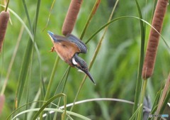 いつもの公園「カワセミ（１）」