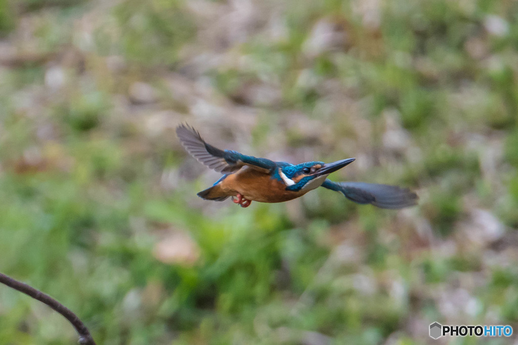 隣町の公園「中翼」（カワセミ）