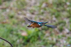 隣町の公園「中翼」（カワセミ）