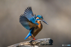 いつもの公園「鳳凰」