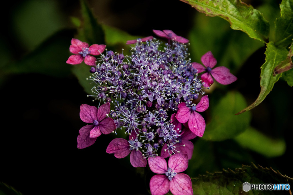 彩花、紫陽花（弐）