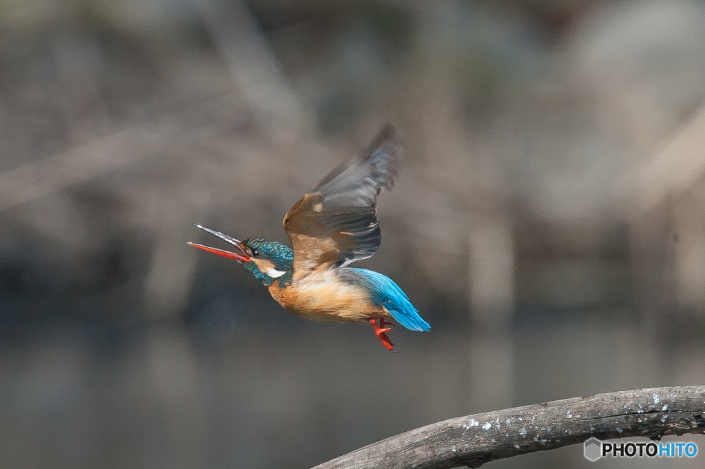 いつもの公園「カワセミ日和」（３）