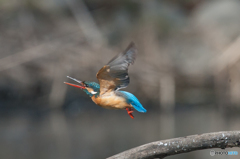 いつもの公園「カワセミ日和」（３）