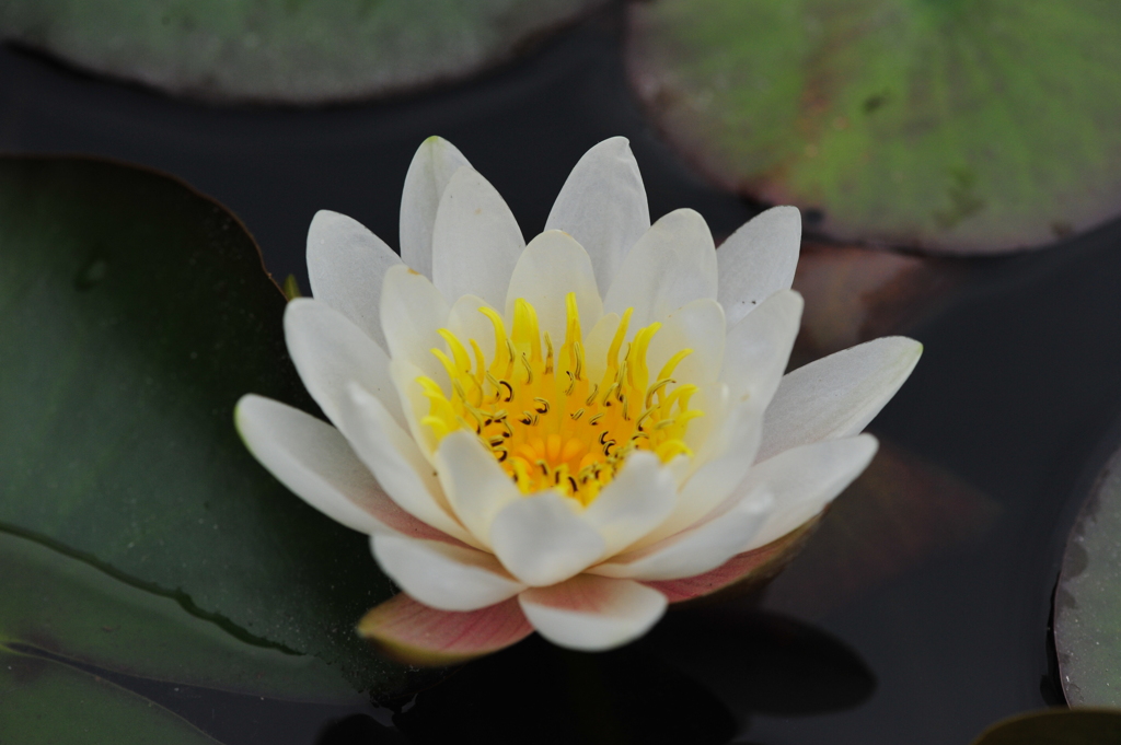 五月花　睡蓮「優華」