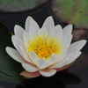 五月花　睡蓮「優華」