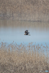 春風に乗って（チュウヒ）（１）