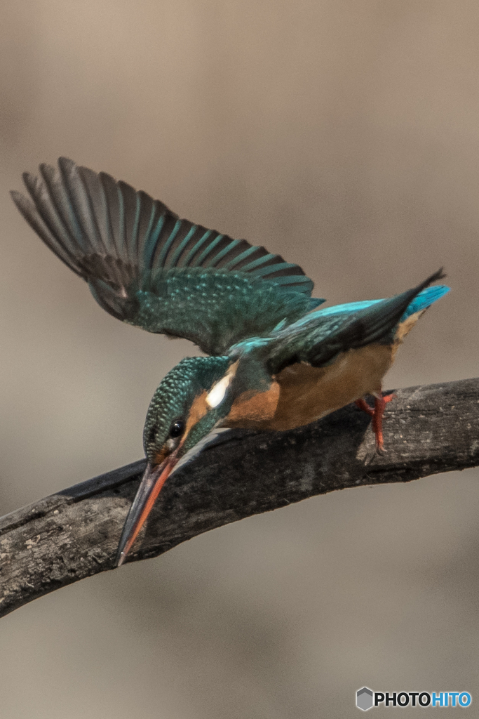 いつもの公園「緑翼」