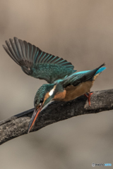 いつもの公園「緑翼」