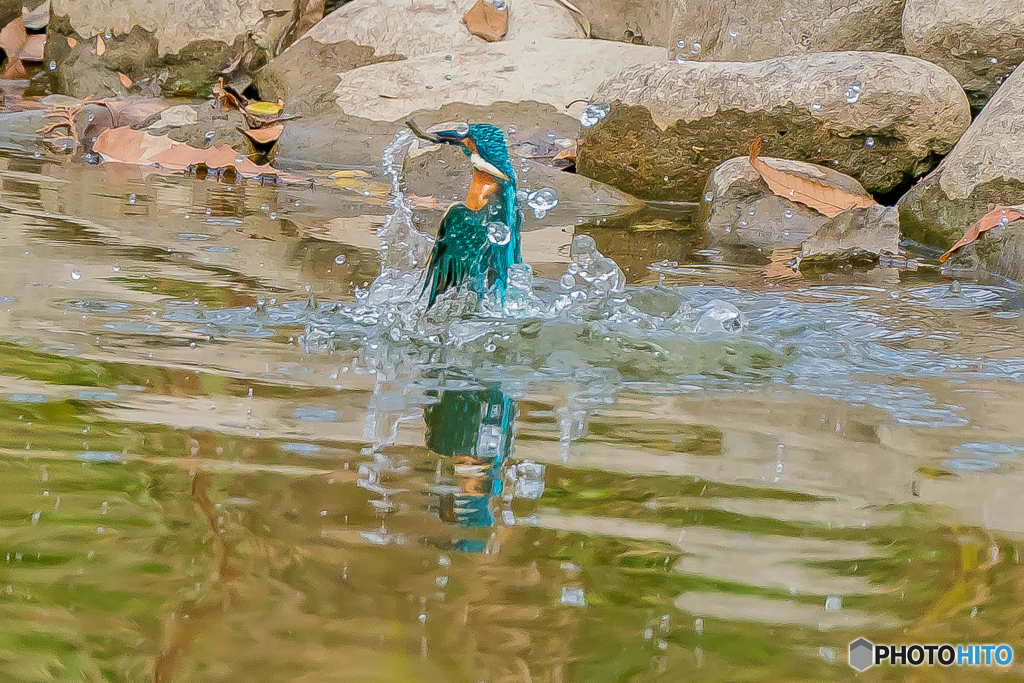 いつもの公園「勤労感謝の日」（３）
