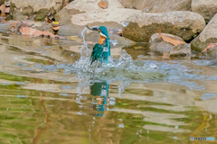 いつもの公園「勤労感謝の日」（３）