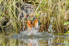 いつもの公園「獲ったぞぉ！」