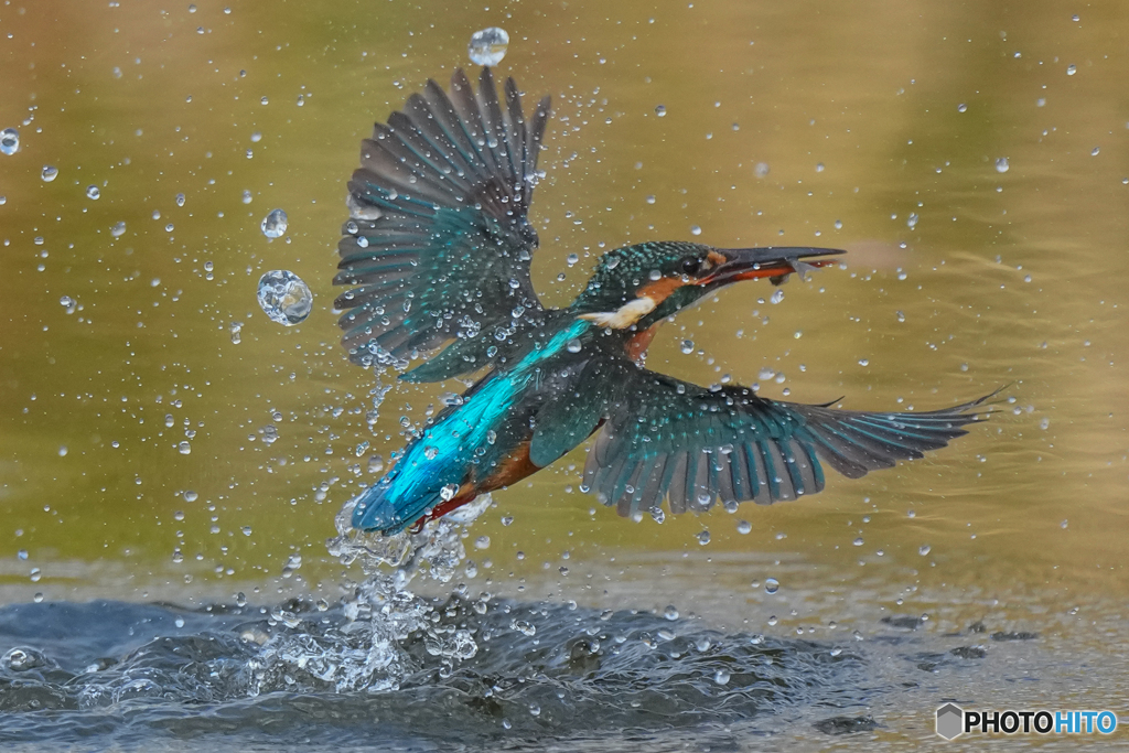 いつもの公園「お魚パラパラ」（４）
