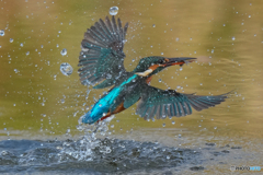 いつもの公園「お魚パラパラ」（４）