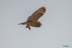 ハンターコミミ（３）