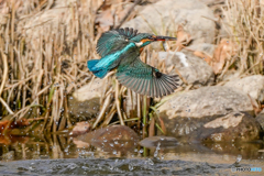 いつもの公園「お魚銜えたカワセミが・・・。」