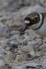 いつもの公園「卵だく」（コチドリ）
