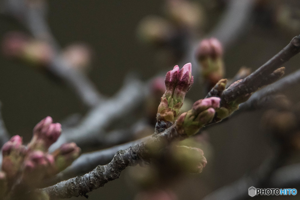 いつもの公園「桜たより」（２）