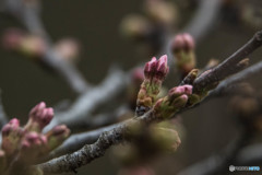 いつもの公園「桜たより」（２）