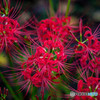 曼珠沙華秋景「競い咲」