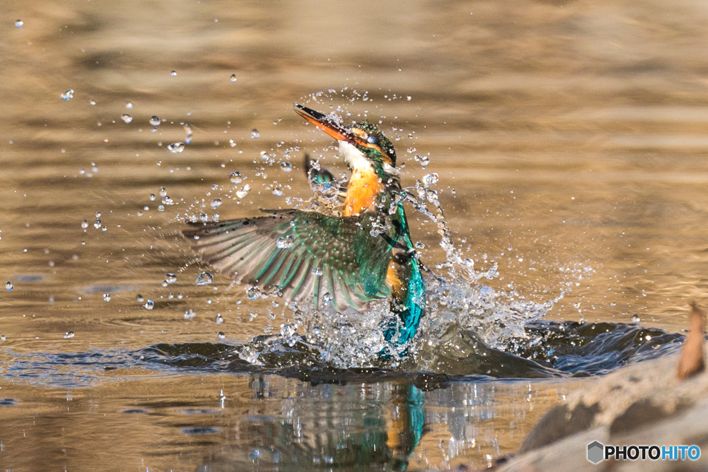 いつもの公園「春水、水浴び」