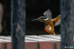 いつもの公園「柵越し」