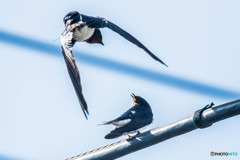 ツバクロの頃（３）