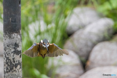 いつもの公園「カワセミ登場」（２）