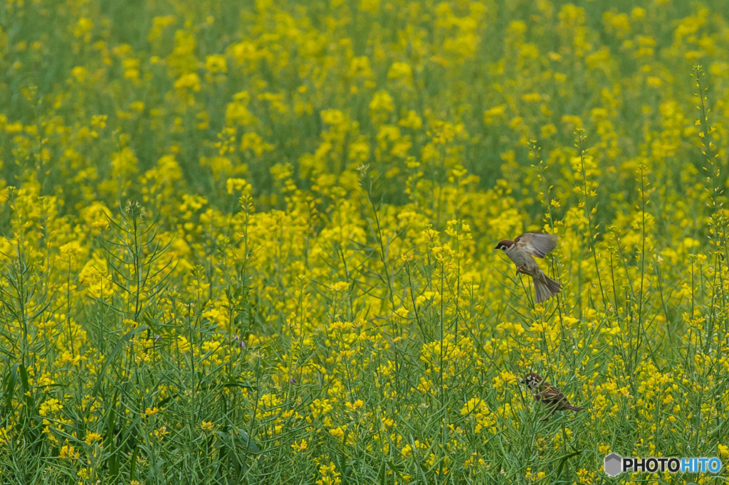 春燕の花（スズメ）（６）