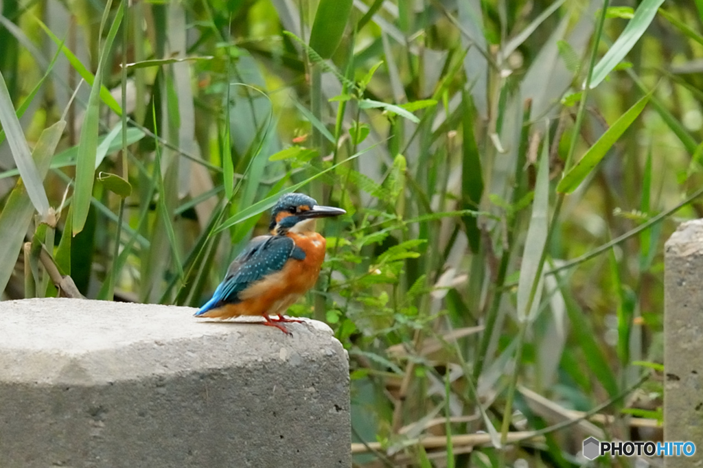 隣町の公園「カワセミ日記」（９）水遊び
