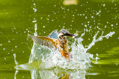 いつもの公園「ゲット！」